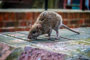 Desratização - dedetização de ratos