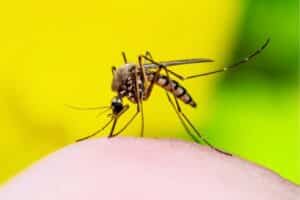 Controle de mosquitos