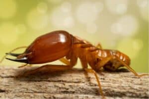 dedetização de cupins tratamento de cupins