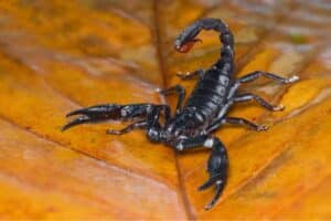 como evitar ataques de escorpião