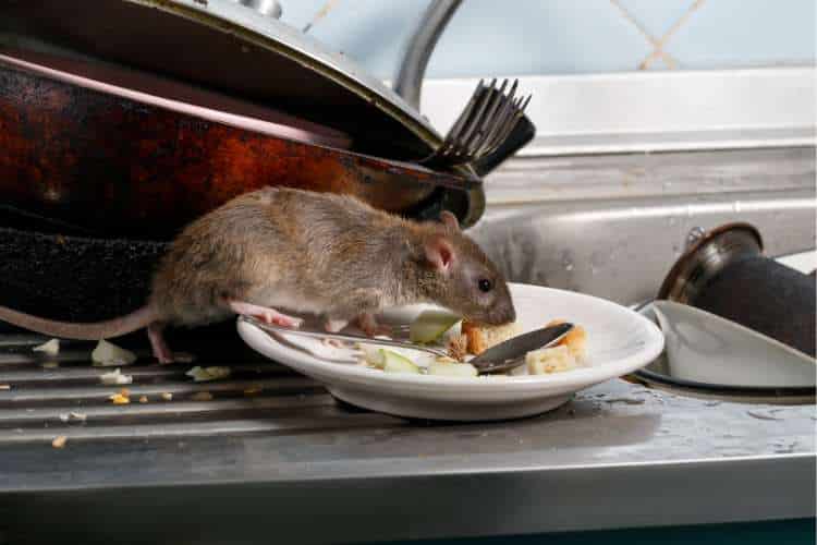 como identificar a presença de ratos