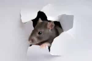 dedetização de ratos