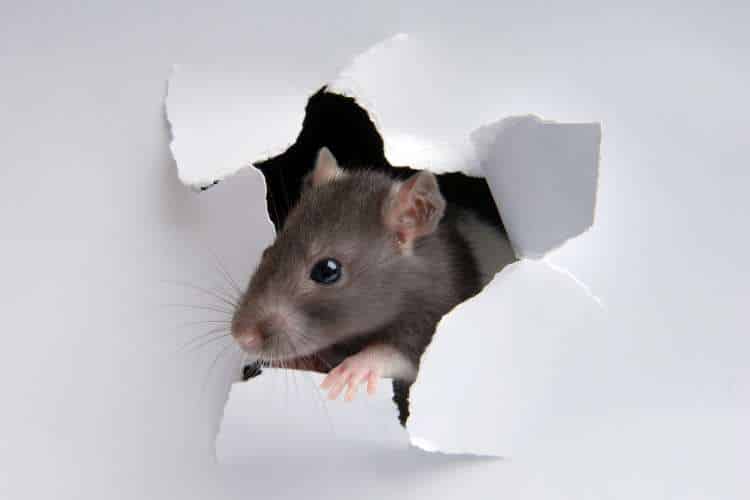 dedetização de ratos