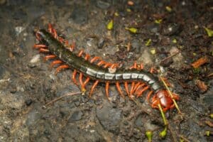 dedetização de lacraias