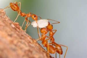 remédios caseiros para formigas