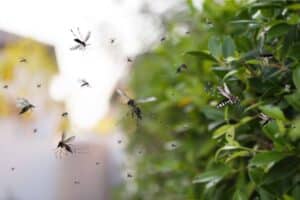 Soluções Naturais para Repelir Mosquitos no Quintal