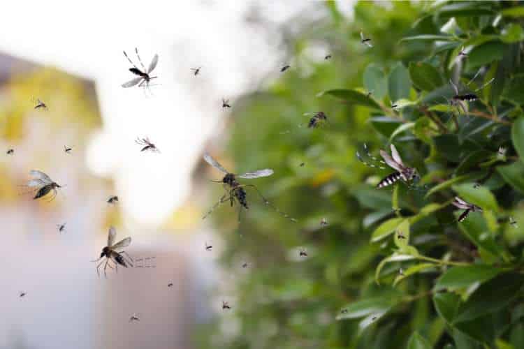 Soluções Naturais para Repelir Mosquitos no Quintal