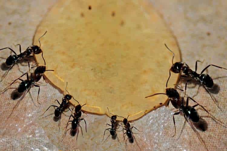 dedetização de formigas