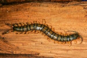 métodos eficazes para controlar lacraias