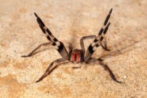 dedetização de aranhas
