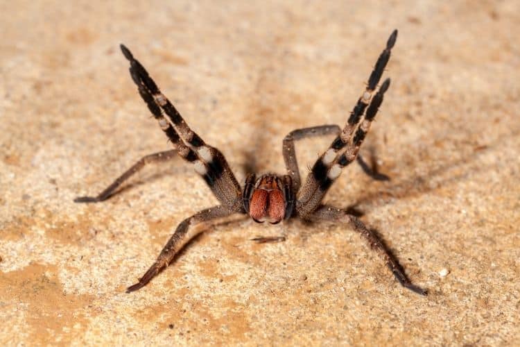 dedetização de aranhas